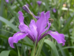 Rancho Santa Ana Botanic Garden